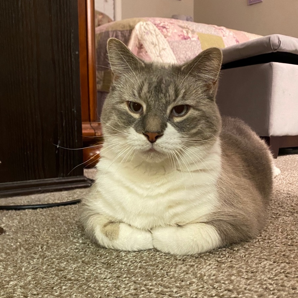 Meet your Posher, Nikki